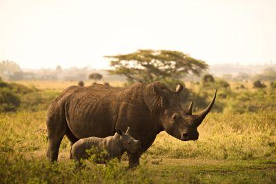 Bild zeigt das Beitragsbild 3 zum Beitrag mit dem Thema: Nairobi – Afrikas faszinierende Metropole zwischen Wildnis und Großstadt